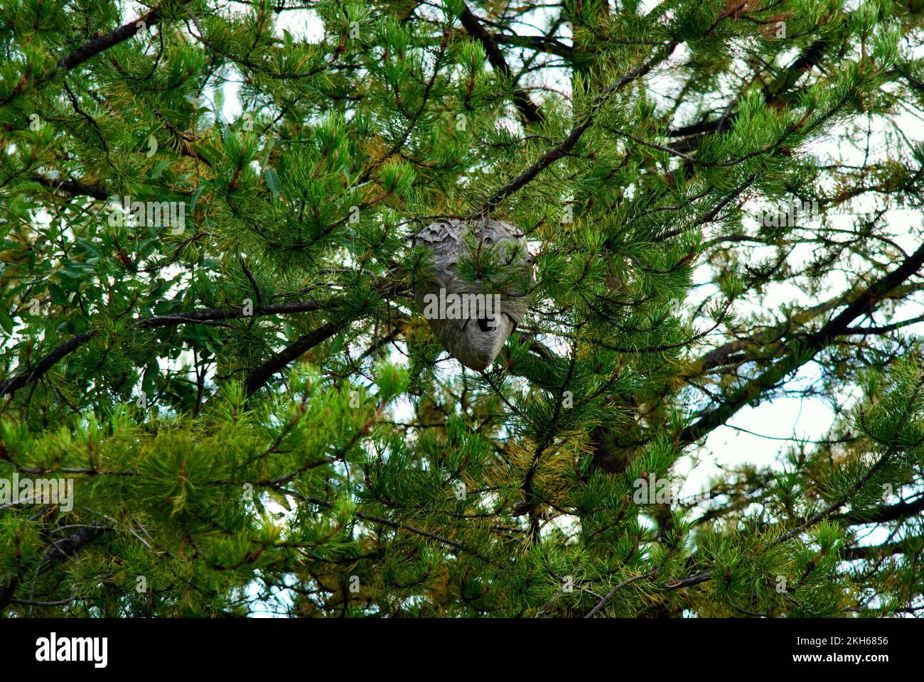 Hornissennest Stockfoto