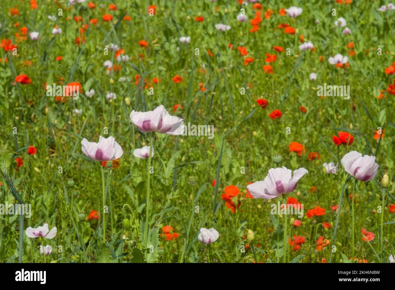 Ein Mischfeld aus rosa und roten Mohnblumen, Papaver Rhoeas und Papaver Somniferum, in der Sommersonne Stockfoto