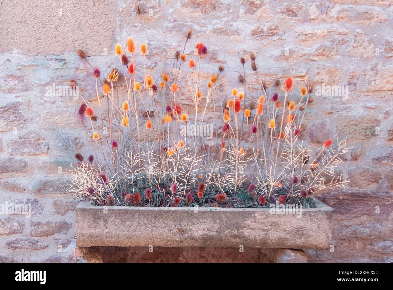 Dorfverzierung. Ein Blumenkasten mit farbigen Disteln an einer Wand im Dorf  Cirauqui Stockfotografie - Alamy