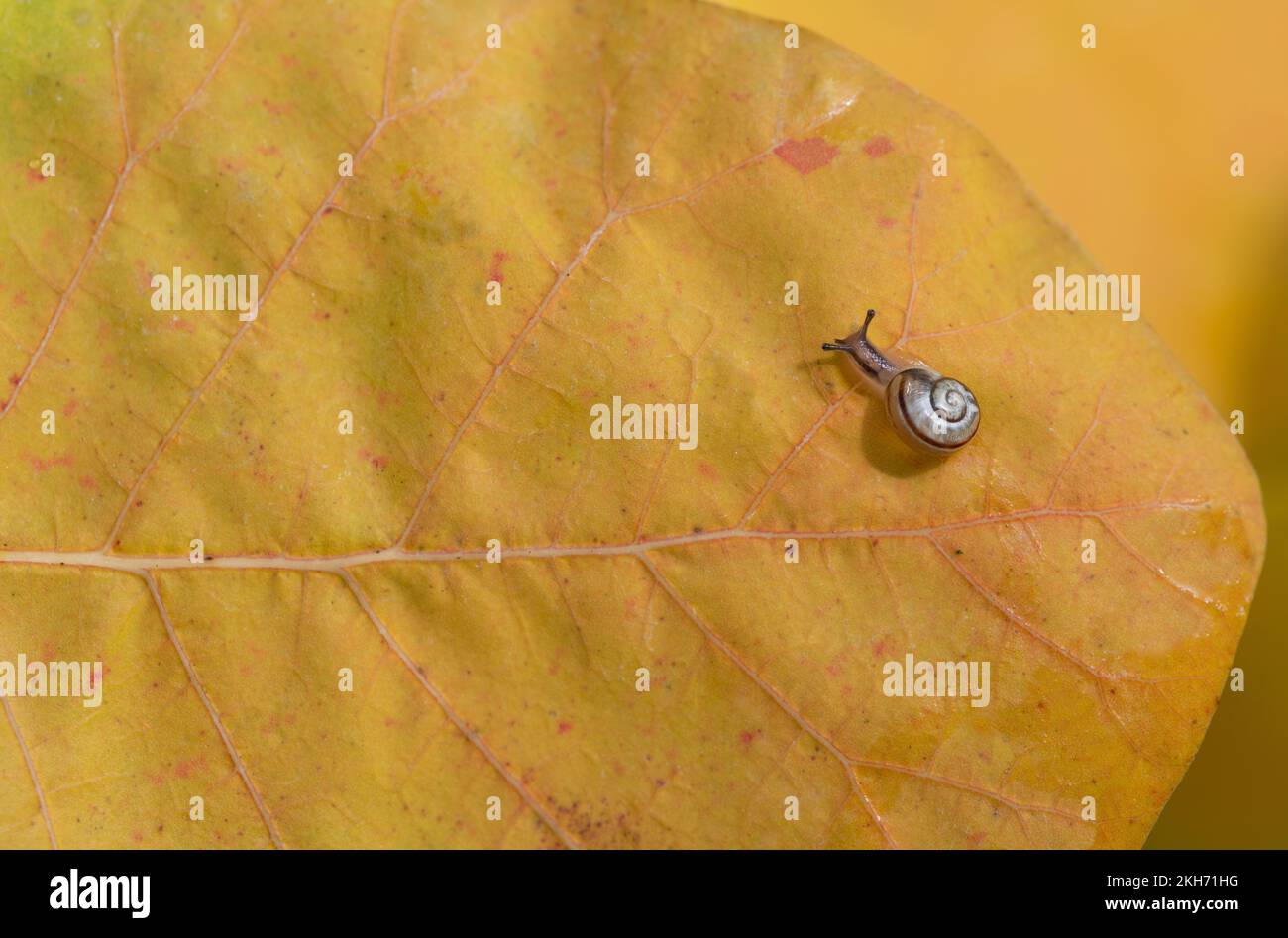 Eine kleine und junge Schnecke kriecht im Herbst über ein gelbes Blatt. Man kann die Schneckenschale sehen. Es ist Platz für Text vorhanden Stockfoto