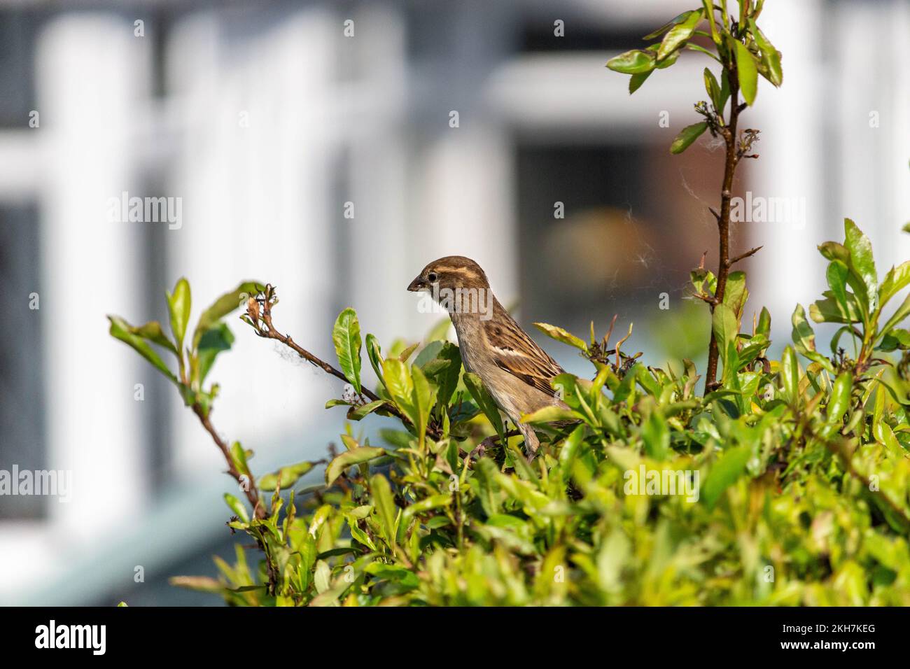 Ein spanischer Spatz (Passer hispaniolensis), hoch oben im Busch Stockfoto