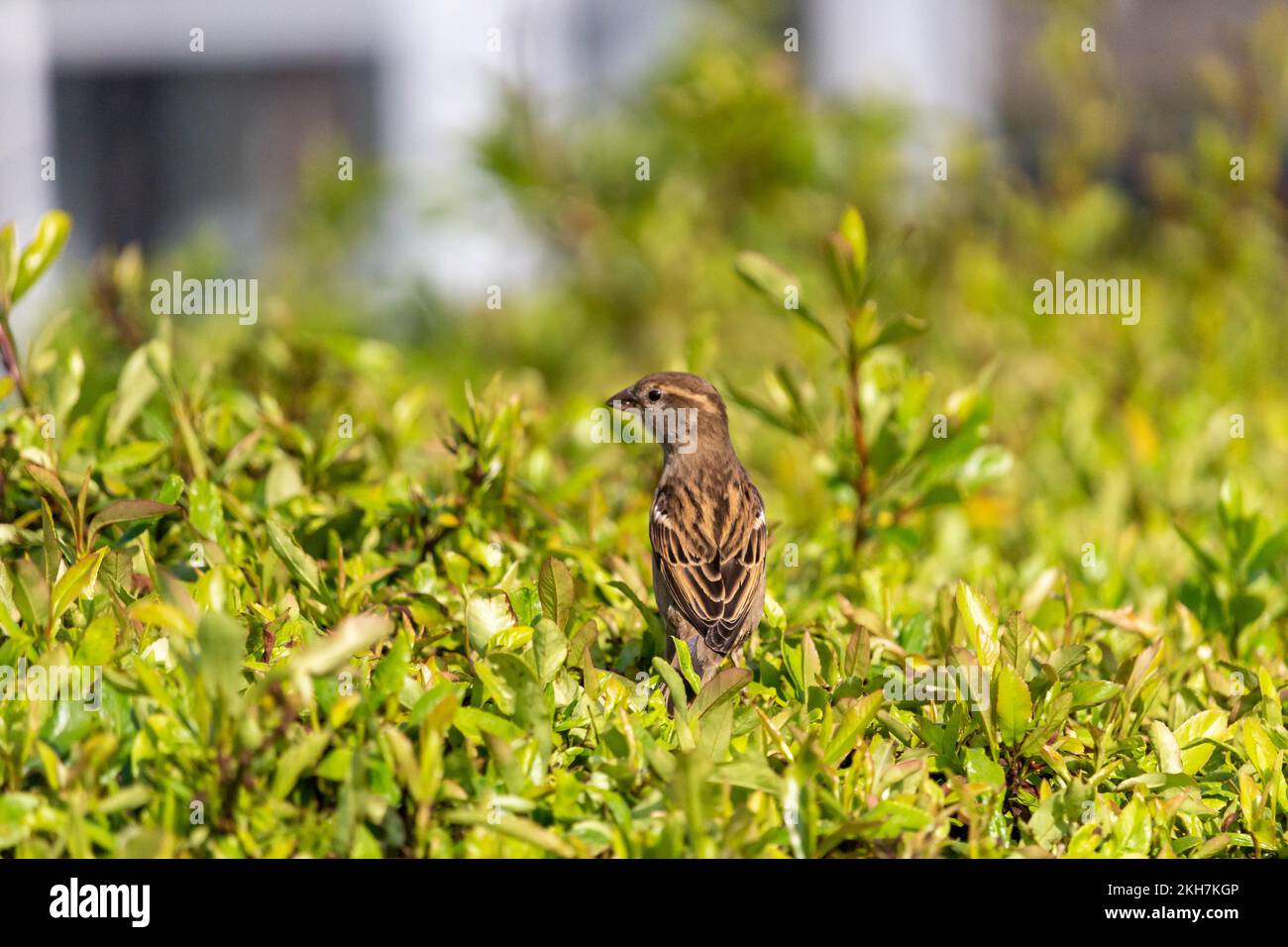 Ein spanischer Spatz (Passer hispaniolensis), hoch oben im Busch Stockfoto