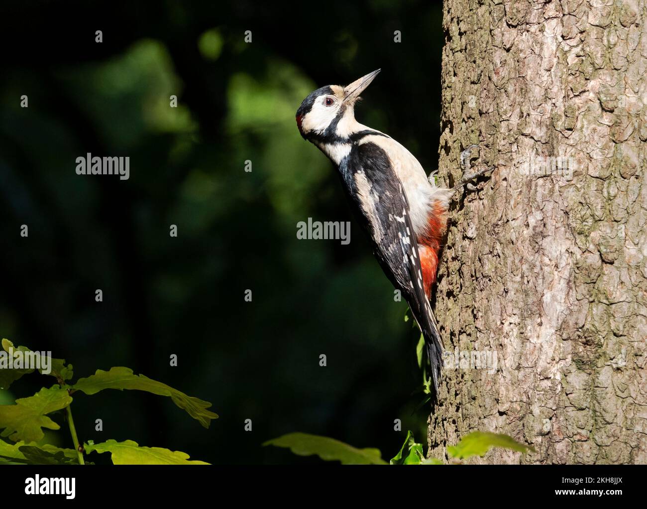 Great Spotted Woodpecker (Dendrocopos Major), Cheshire, England, Großbritannien Stockfoto