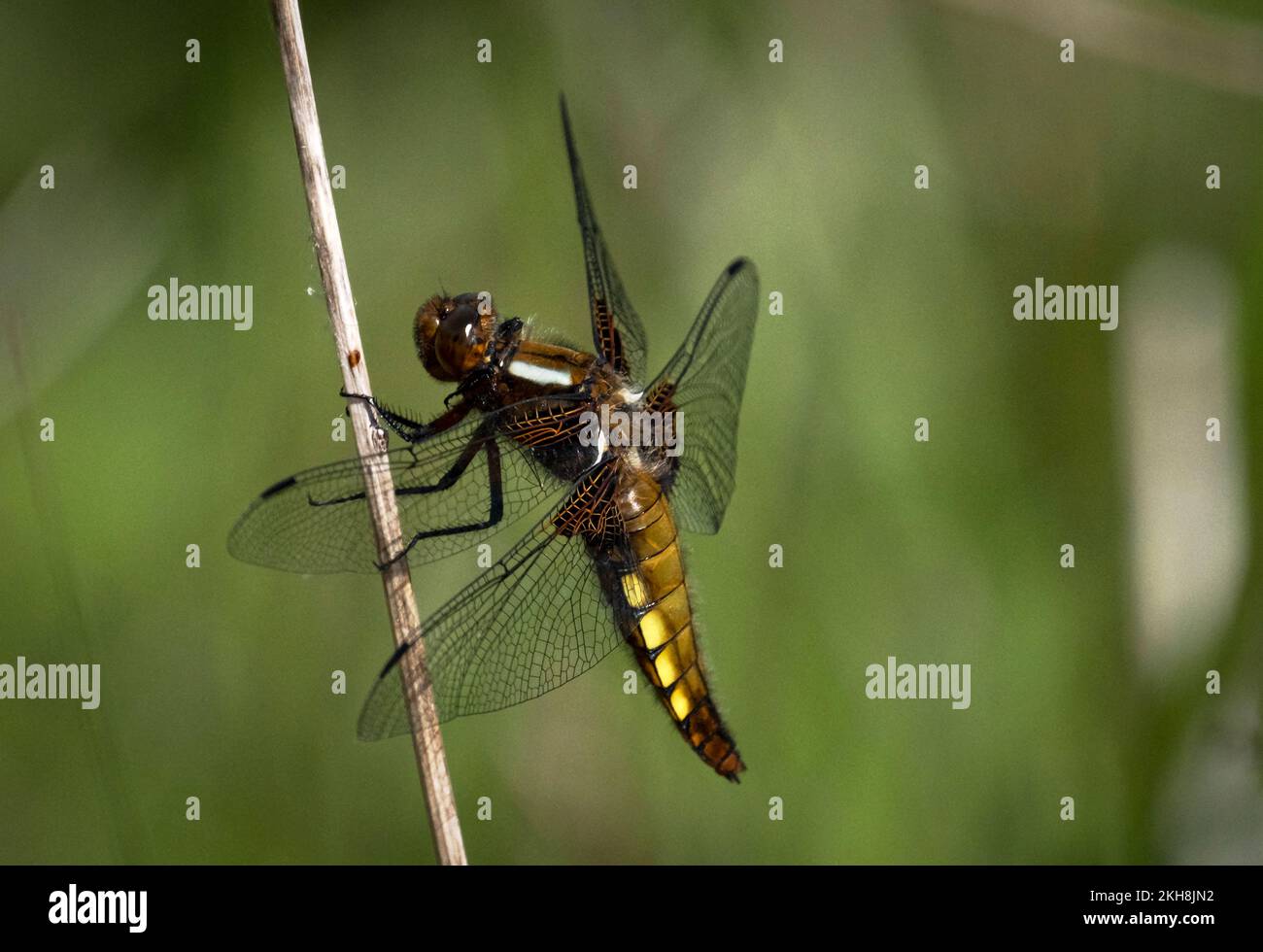 Weibliche Chaser Dragonfly (Libellula depressa), Anderton Nature Reserve, Cheshire, England, Großbritannien Stockfoto
