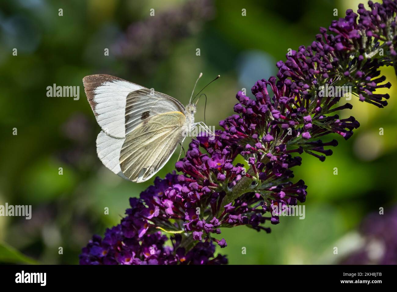 Weibliche große weiße Schmetterlinge (Pieris brassicae), Cheshire, England, Großbritannien Stockfoto