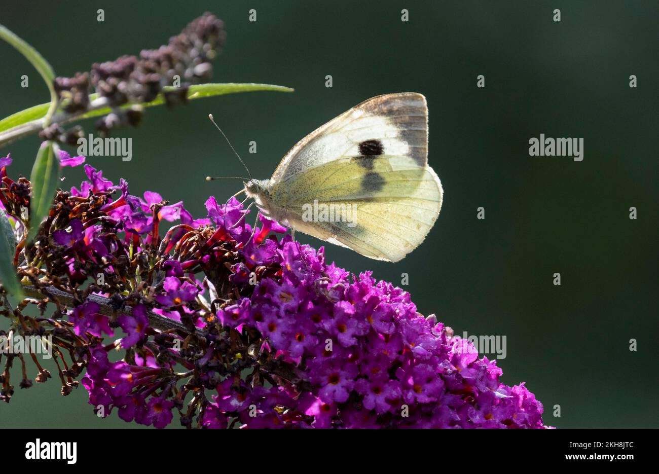 Large White Butterfly (Pieris brassicae), Cheshire, England, Großbritannien Stockfoto
