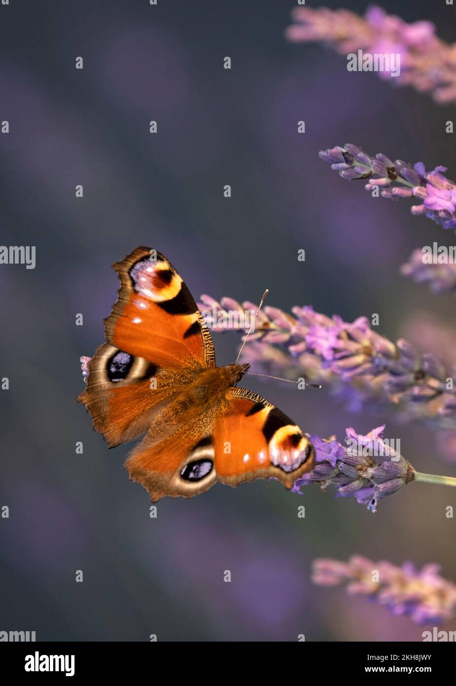 Peacock Butterfly (Inachis io) auf Lavender im Sommer, Swettenham, Cheshire, England, Großbritannien Stockfoto