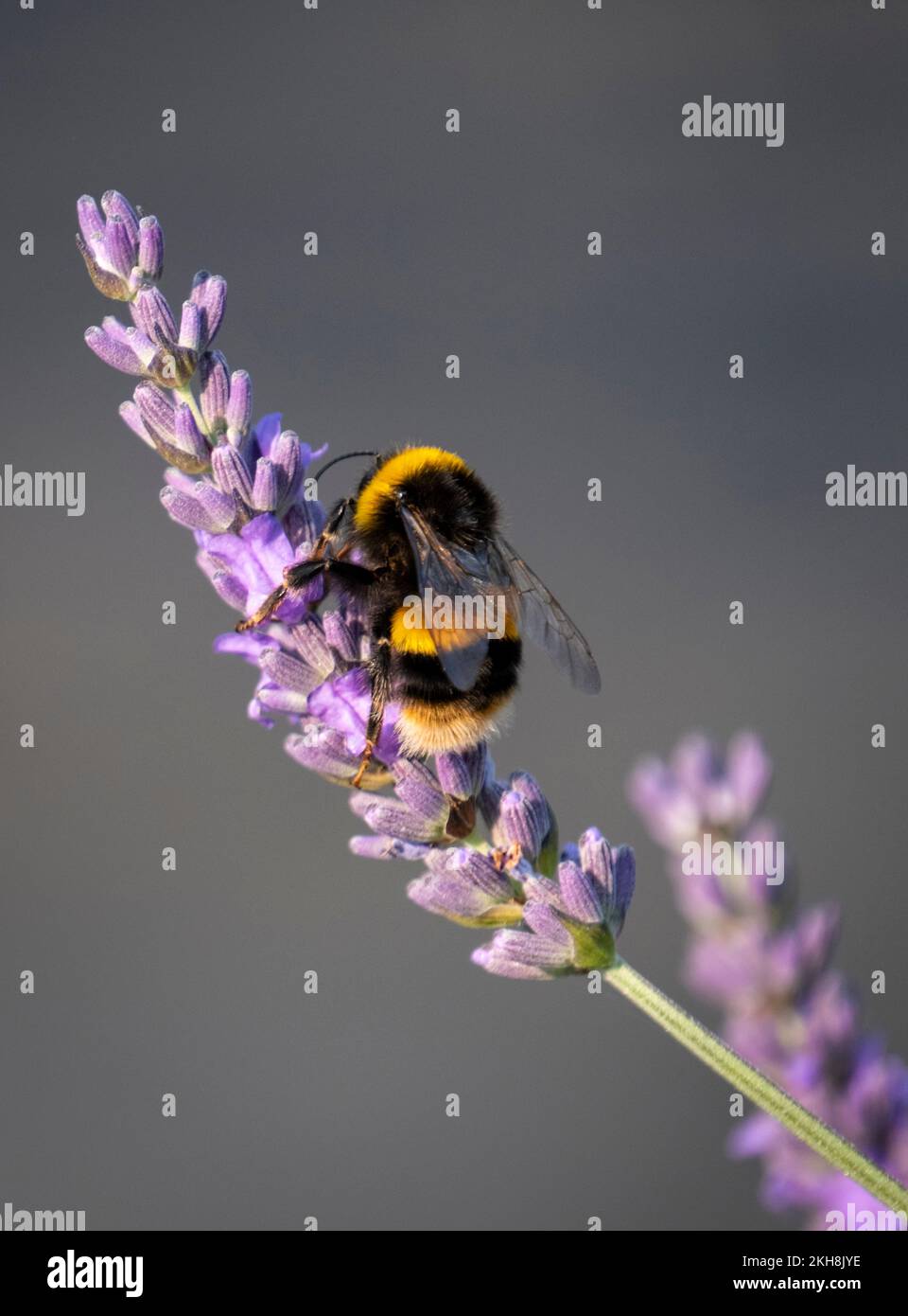 Bumble Bee (Bombus) auf Lavender im Sommer, Cheshire, England, Großbritannien Stockfoto