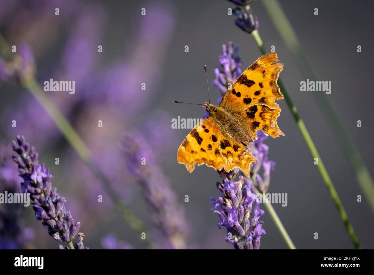 Comma Butterfly (Polygonia c-Album) auf Lavender (Lavandula), Cheshire, England, Großbritannien Stockfoto