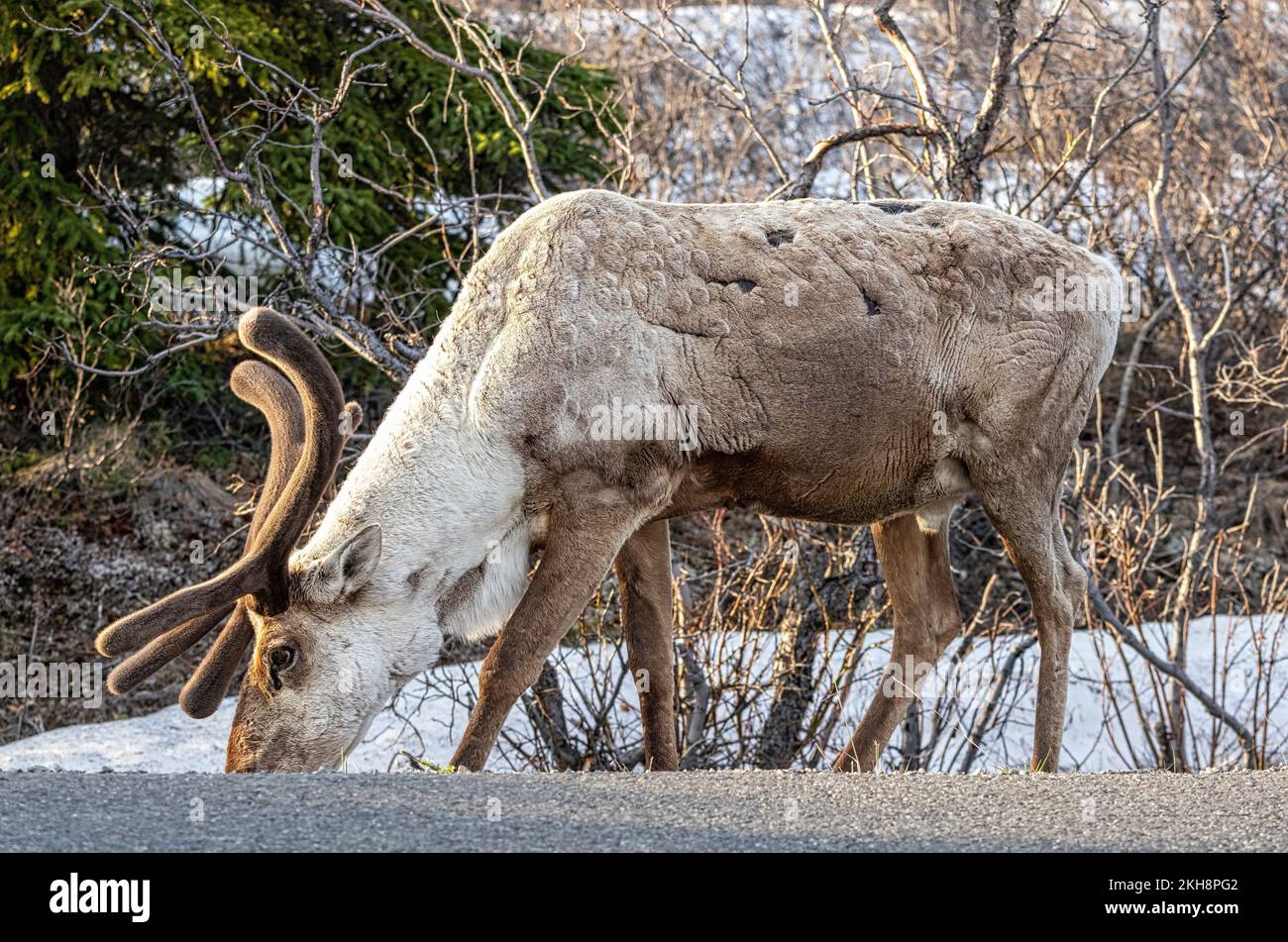 Ein einzelner Karibus weidet am Straßenrand im Denali-Nationalpark, Alaska Stockfoto
