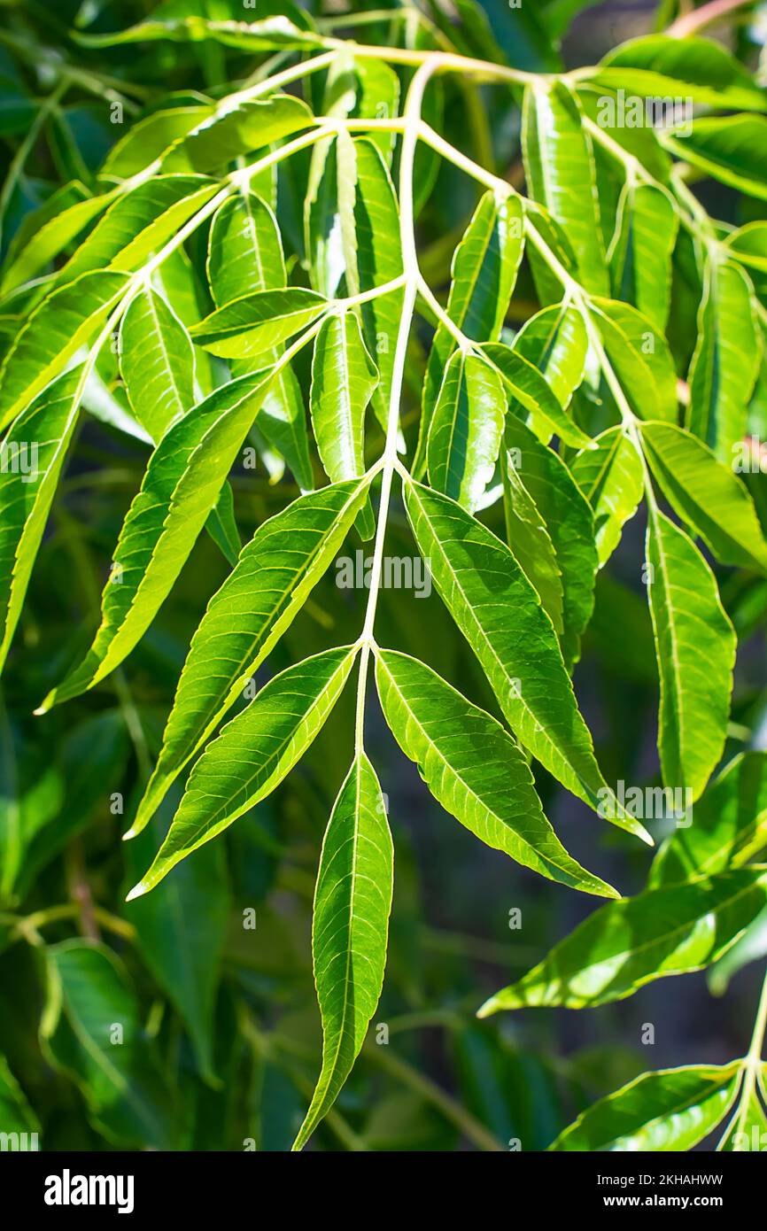 Nahaufnahme der neuen Sortierblätter des weißen Zedernbaums Melia azedarach. Stockfoto