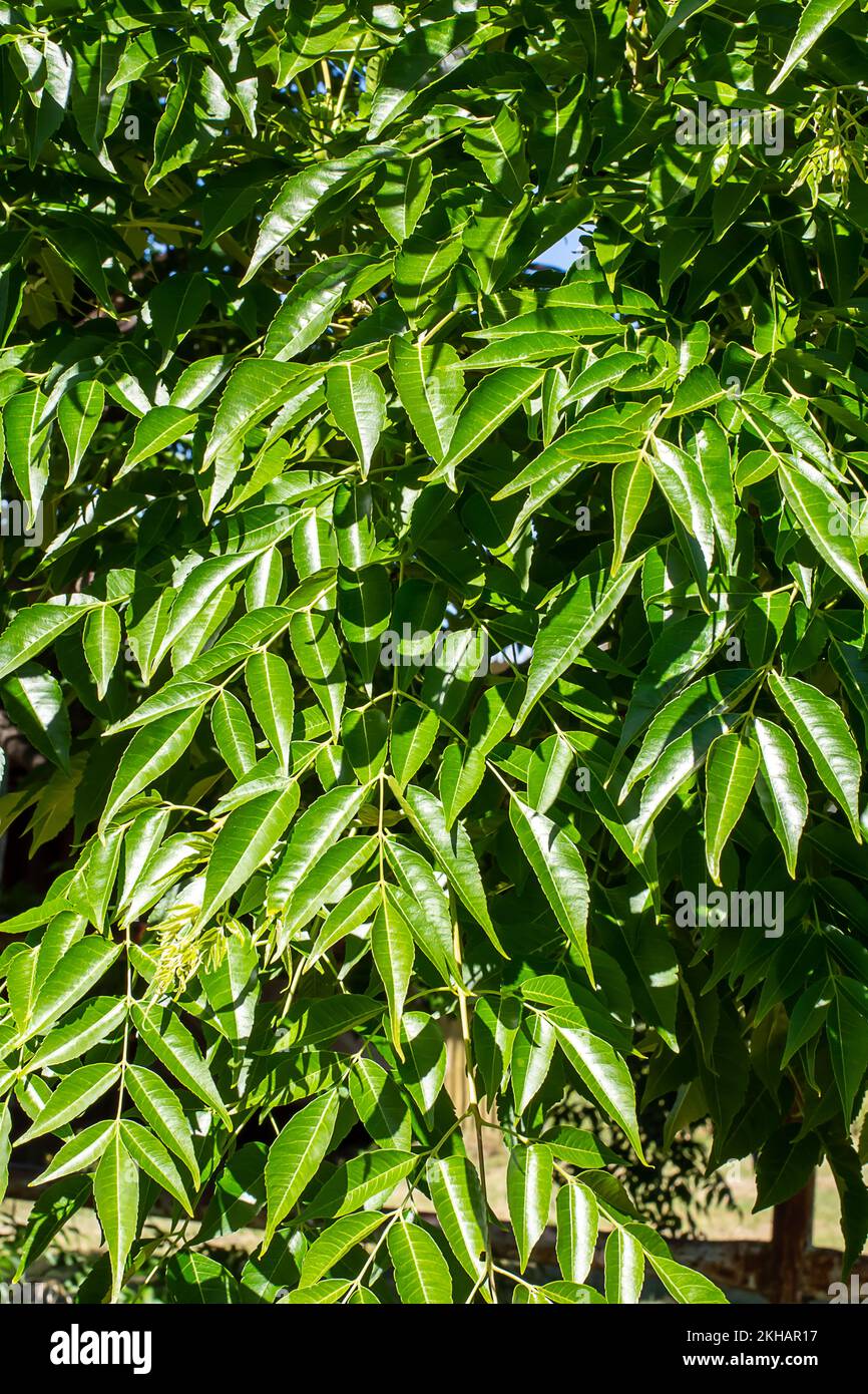 Neue Sortierblätter des weißen Zedernbaums Melia azedarach. Stockfoto