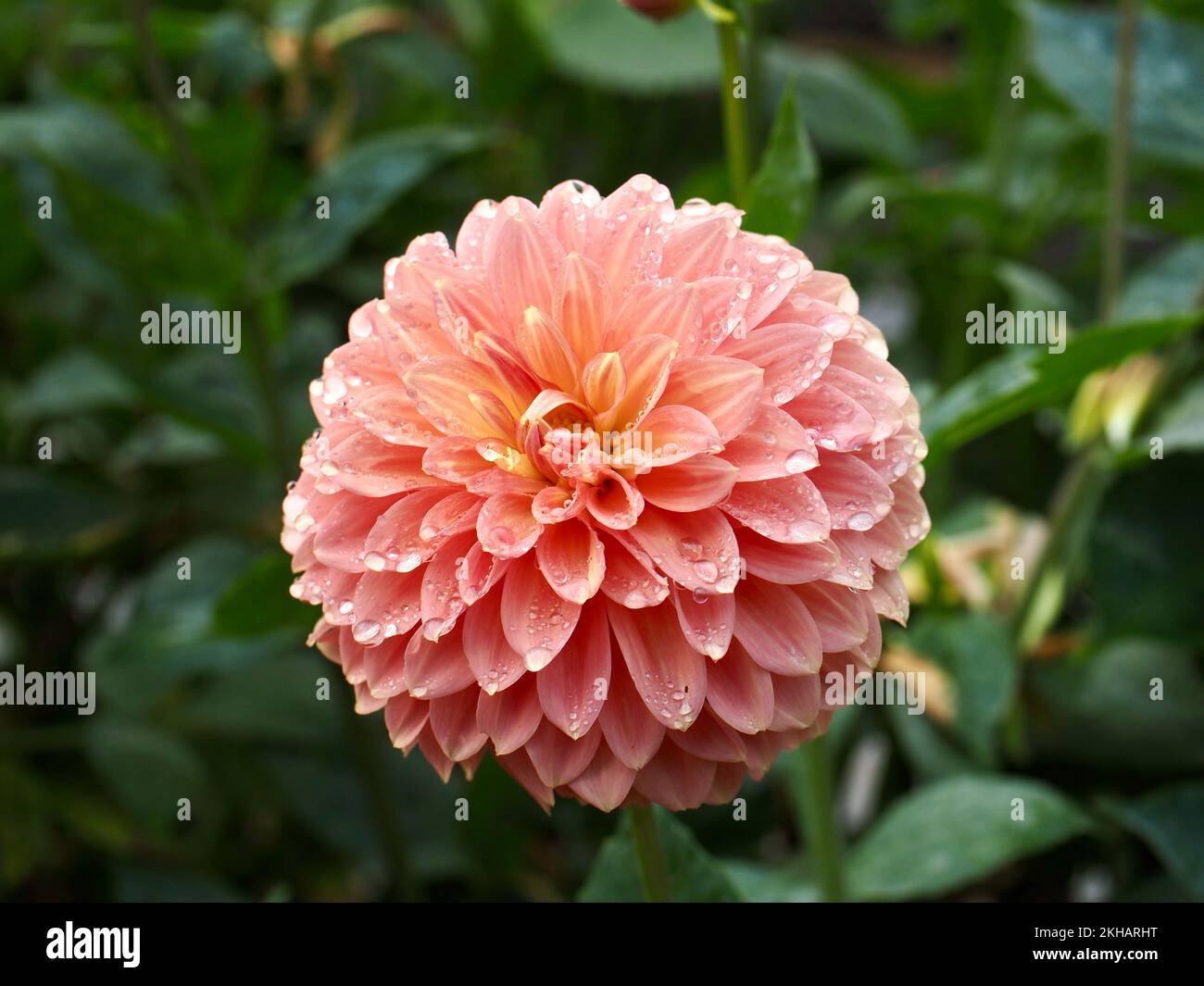 Dahlienblumen im Garten Stockfoto