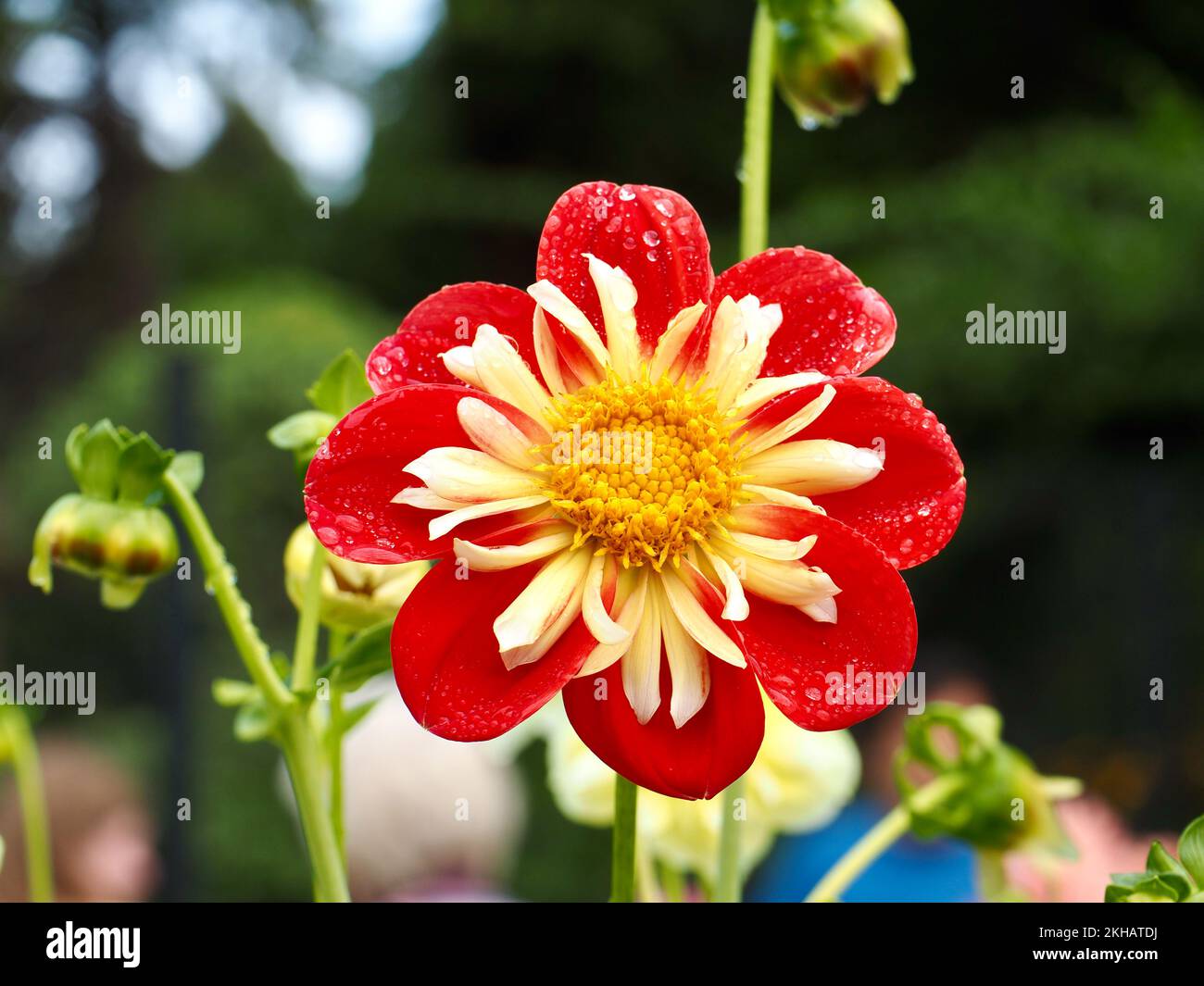 Dahlienblumen im Garten Stockfoto