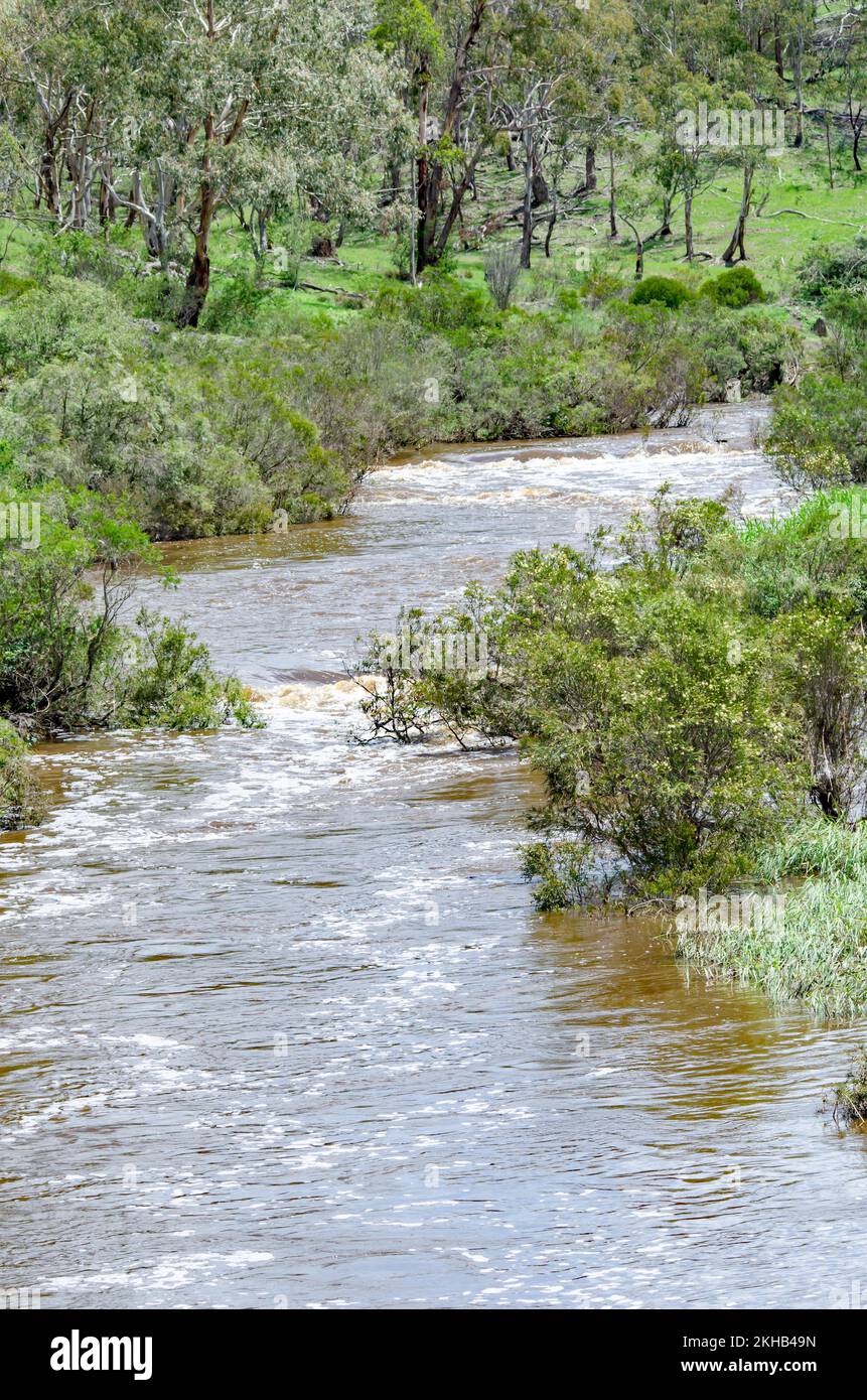 Apsley River nach starkem Regen, der durch den australischen Busch in der Nähe von Walcha NSW fließt. Stockfoto
