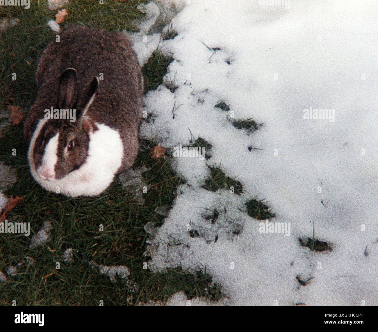 holländisches Kaninchen auf Gras mit frischem Schneefall Stockfoto