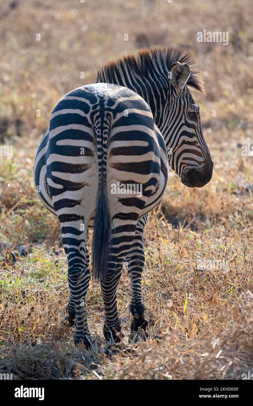 Ebene Zebra der Unterart Crawshay-Zebra (Equus quagga crawshayi), Rückenansicht, von hinten, Hintergrundbeleuchtung, Süd-Luangwa, Sambia, Afrika Stockfoto