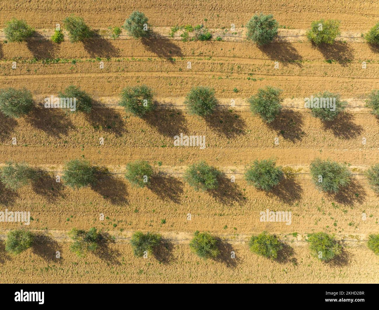 Luftaufnahme, Orangenbäume, Plantage mit Orangenbäumen, nahe Son Sardina, Palma Region, Mallorca, Balearen Inseln, Spanien, Europa Stockfoto