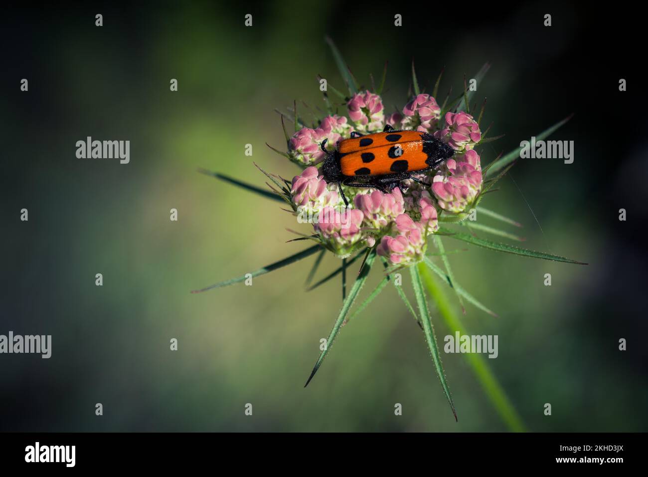 Insekten, die sich von einer Blume in der Natur ernähren Stockfoto
