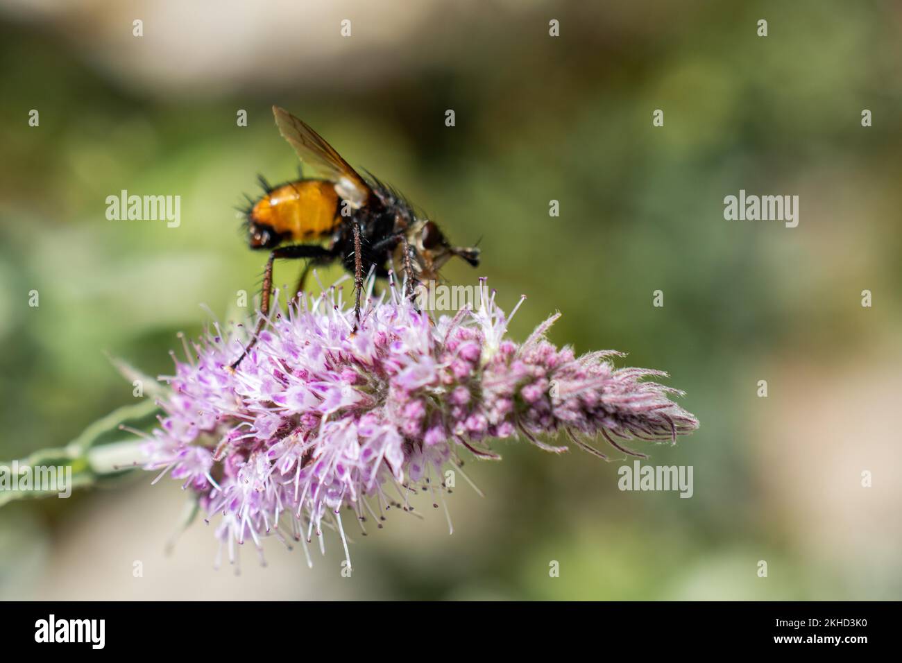 Insekten, die sich von einer Blume in der Natur ernähren Stockfoto