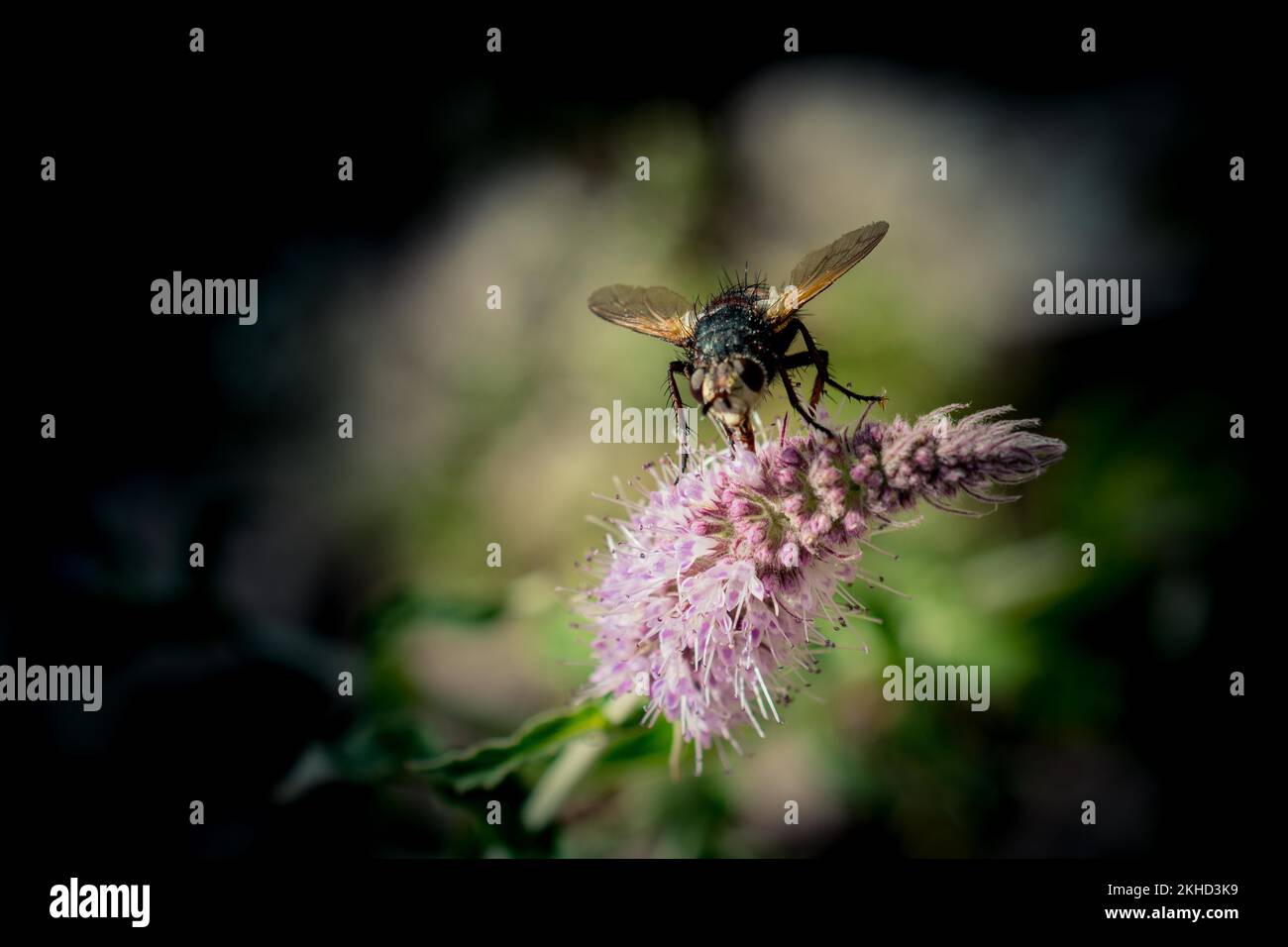 Insekten, die sich von einer Blume in der Natur ernähren Stockfoto