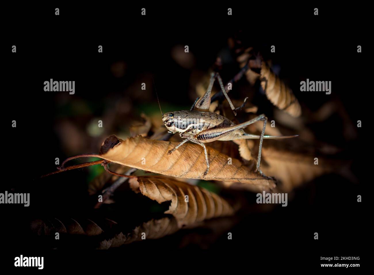 Insekten, die sich von einer Blume in der Natur ernähren Stockfoto