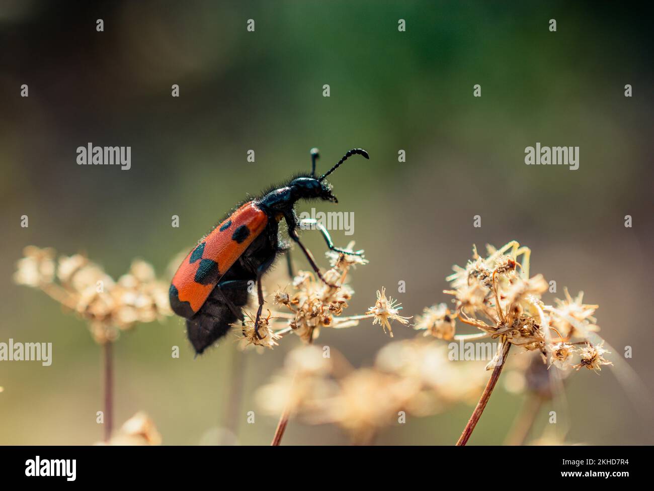 Insekten, die sich von einer Blume in der Natur ernähren Stockfoto