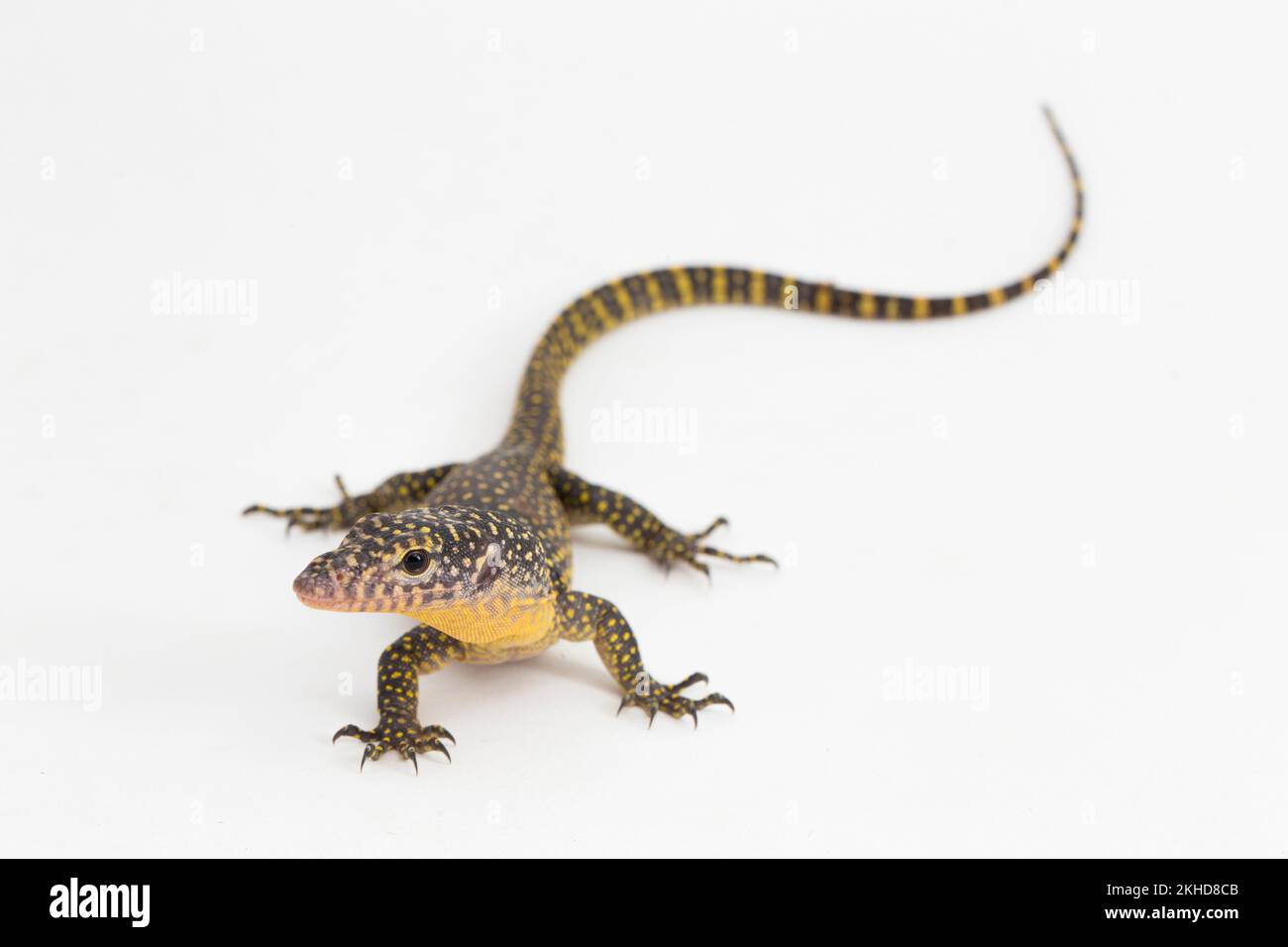 Die Mangroven- oder Westpazifische Warane (Varanus indicus), isoliert auf weißem Hintergrund Stockfoto