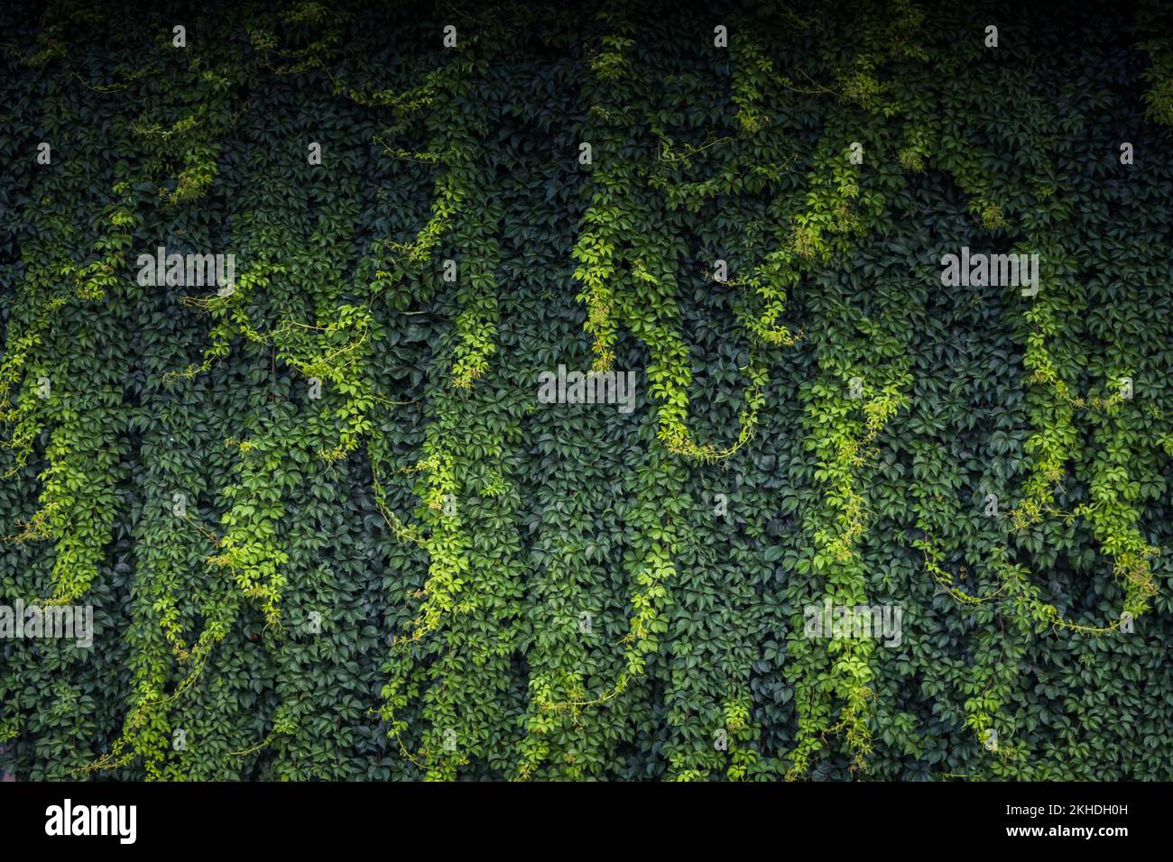 Grüne Blätter als Natur Hintergrund Textur Stockfoto