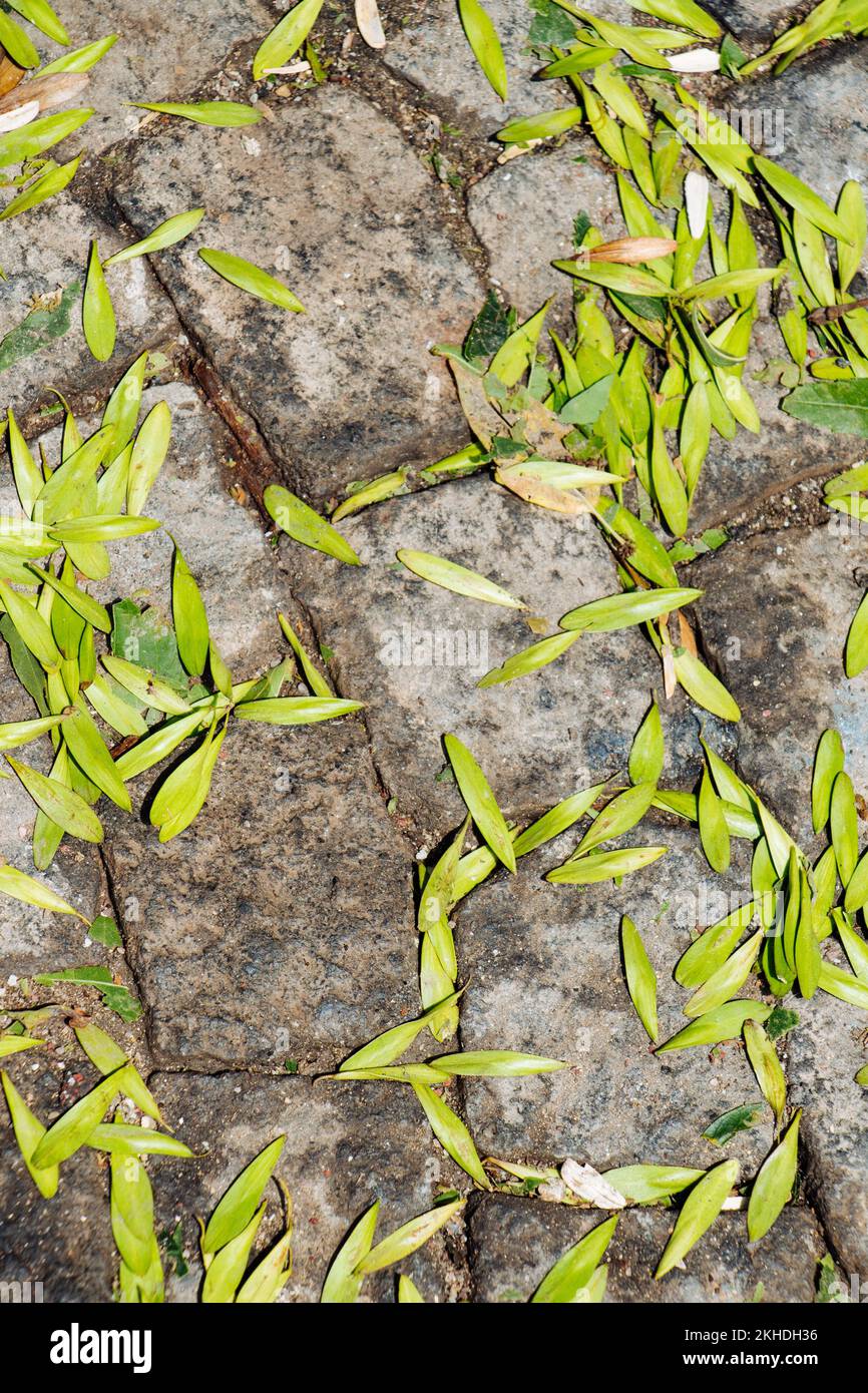 Grüne Blätter als Natur Hintergrund Textur Stockfoto
