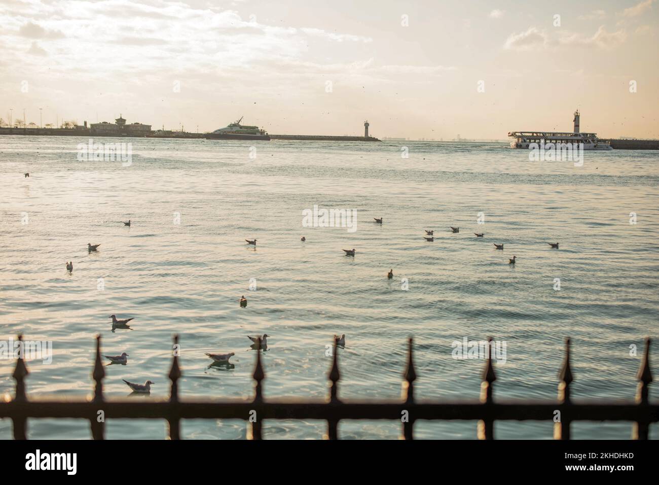 Einsamer Vogel lebt in der Natur Stockfoto