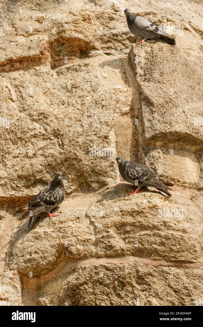 Einsamer Vogel lebt in der Natur Stockfoto