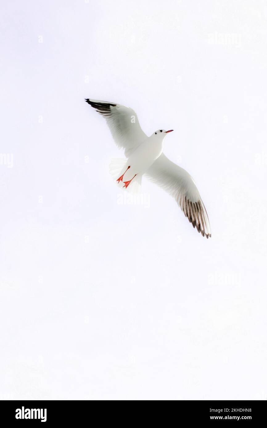 Einsamer Vogel lebt in der Natur Stockfoto