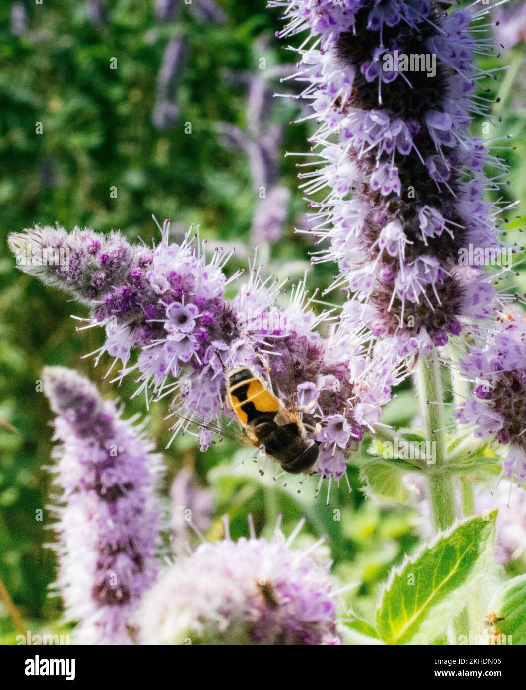 Insekten, die sich von einer Blume in der Natur ernähren Stockfoto
