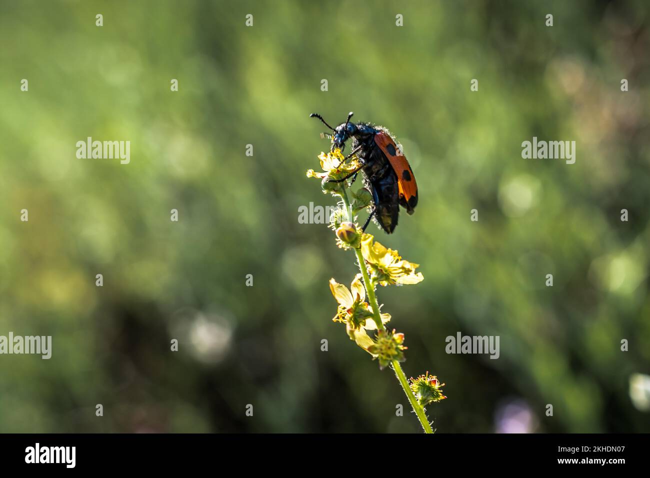 Insekten, die sich von einer Blume in der Natur ernähren Stockfoto