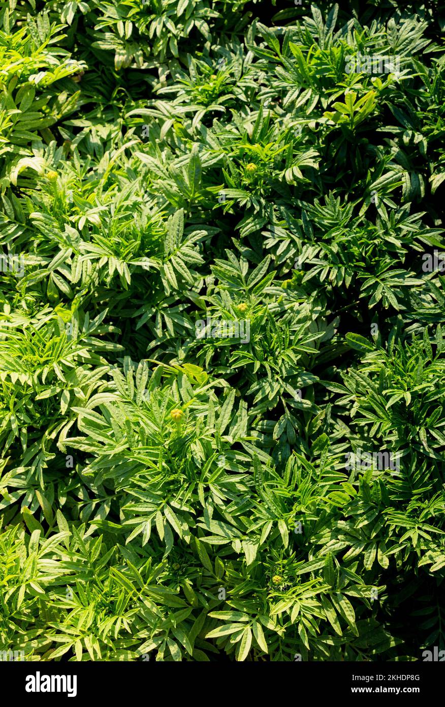 Grüne Blätter als Natur Hintergrund Textur Stockfoto