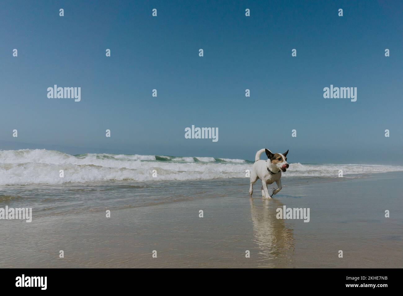Ein kleiner Winkel von einem Jack Russell Terrier Hund, der an einem Sandstrand unter blauem Himmel mit seinem Spiegelbild im nassen Sand rennt Stockfoto