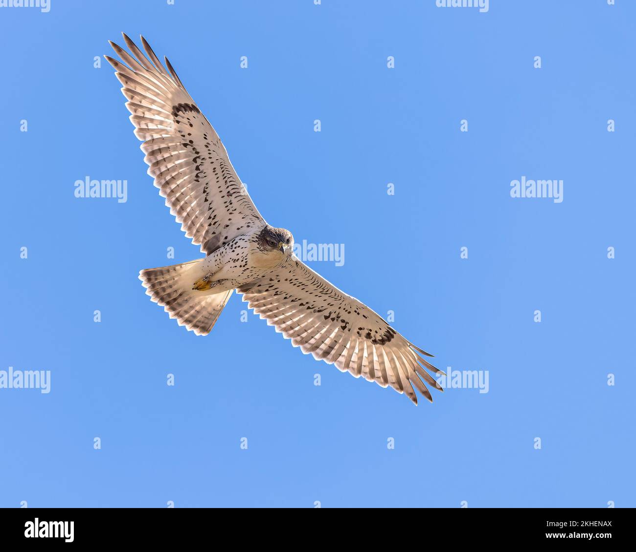 Ein junger Leichtmorph Ferruginous Hawk schwingt über die Prärie von Wyoming. Stockfoto