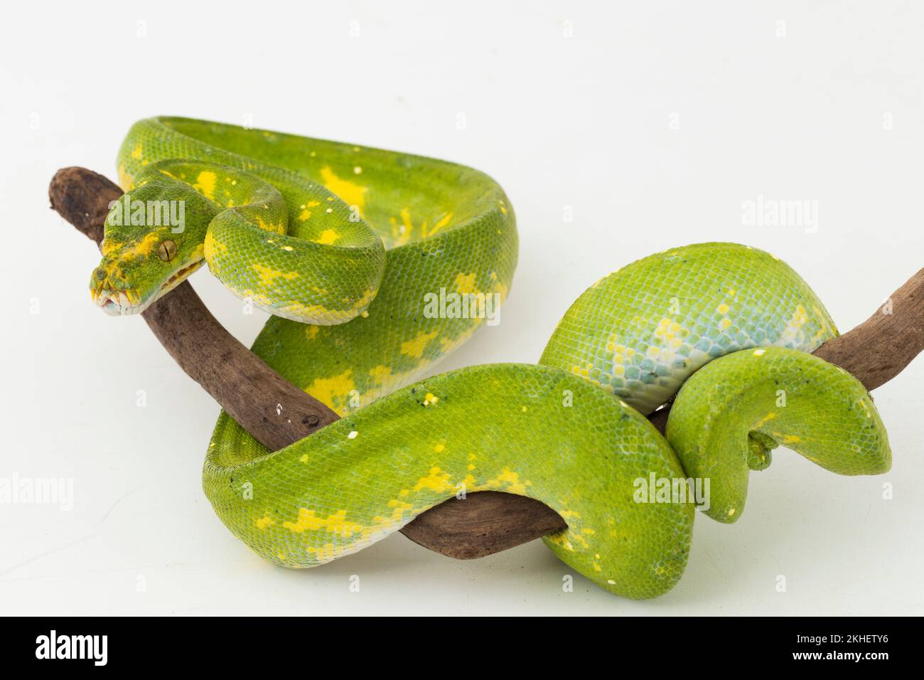 Green Tree Python Morelia viridis Snake biak isoliert auf weißem Hintergrund Stockfoto