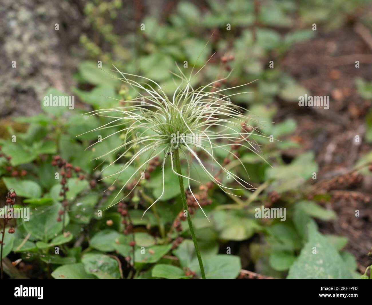 Nahaufnahme einer Alpenblume im Hyalite Canyon, Montana. Auf der Blüte ist eine Gartenspinne mit Bändern. Mit geringer Schärfentiefe fotografiert. Stockfoto