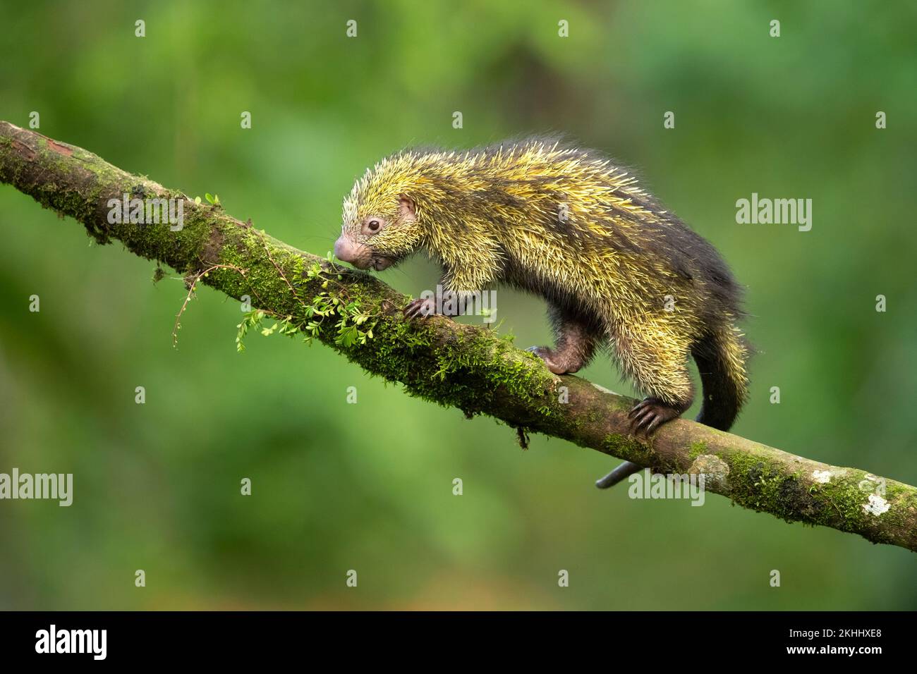 Mexikanisches haariges Stachelschwein Stockfoto