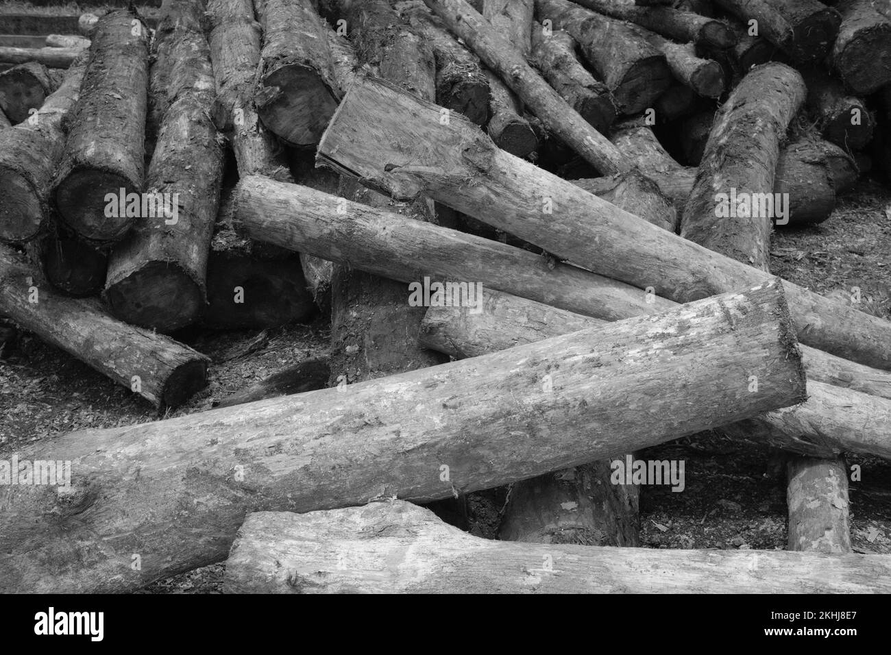 Schwarzweißfoto, Schwarzweißfoto von Holzstapeln aus dem Holzeinschlag in Pangandaran - Indonesien Stockfoto