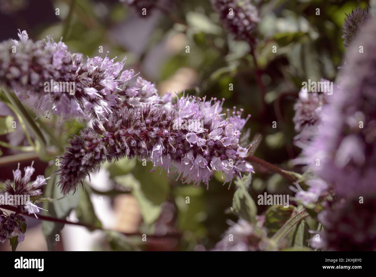 Pfefferminz. Mentha piperita, lila Blume. Ein Zweig blühender Pfefferminze. Violette Minzblumen aus nächster Nähe im Garten Stockfoto