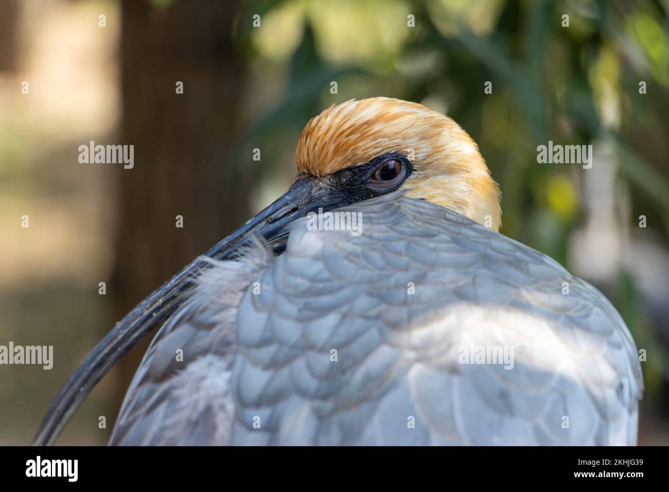 Das Porträt des Schwarzgesichtenibis (Theristicus melanopis) Stockfoto