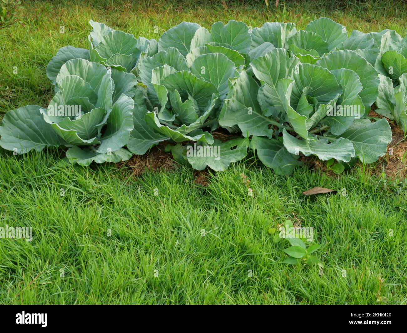 Kohlpflanze in falm und Plantage, grünes Gemüse im Garten Stockfoto
