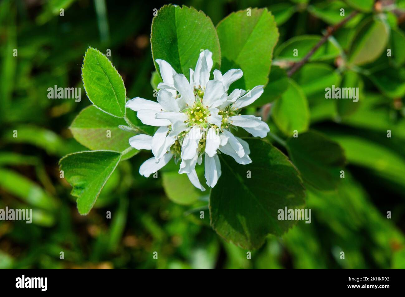 Saskatoon serviceberry, Amelanchier alnifolia, blühend in Pruhonice, Tschechische Republik am 3. Mai 2022. (CTK Photo/Libor Sojka) Stockfoto