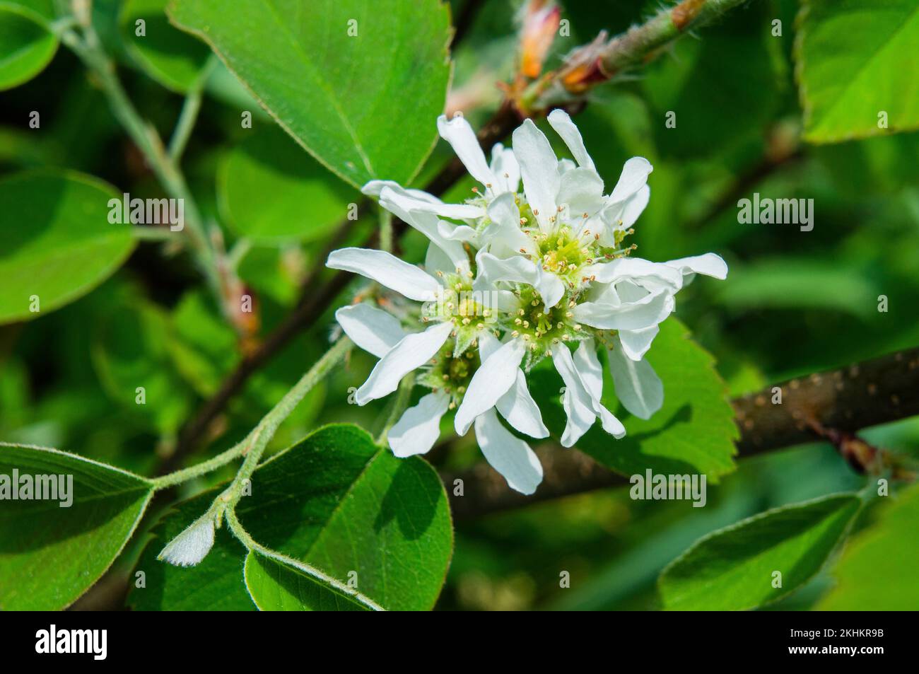 Saskatoon serviceberry, Amelanchier alnifolia, blühend in Pruhonice, Tschechische Republik am 3. Mai 2022. (CTK Photo/Libor Sojka) Stockfoto