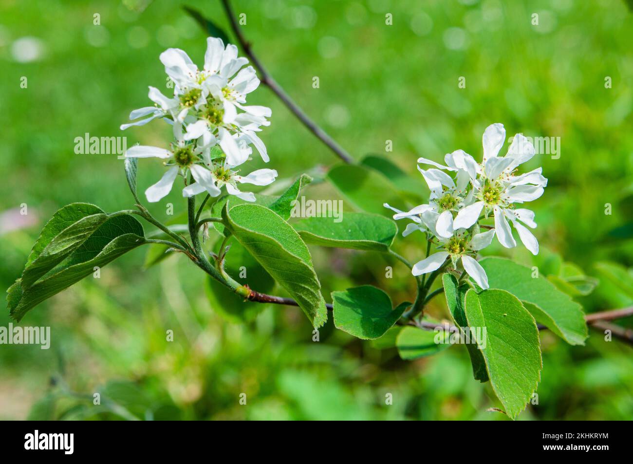 Saskatoon serviceberry, Amelanchier alnifolia, blühend in Pruhonice, Tschechische Republik am 3. Mai 2022. (CTK Photo/Libor Sojka) Stockfoto