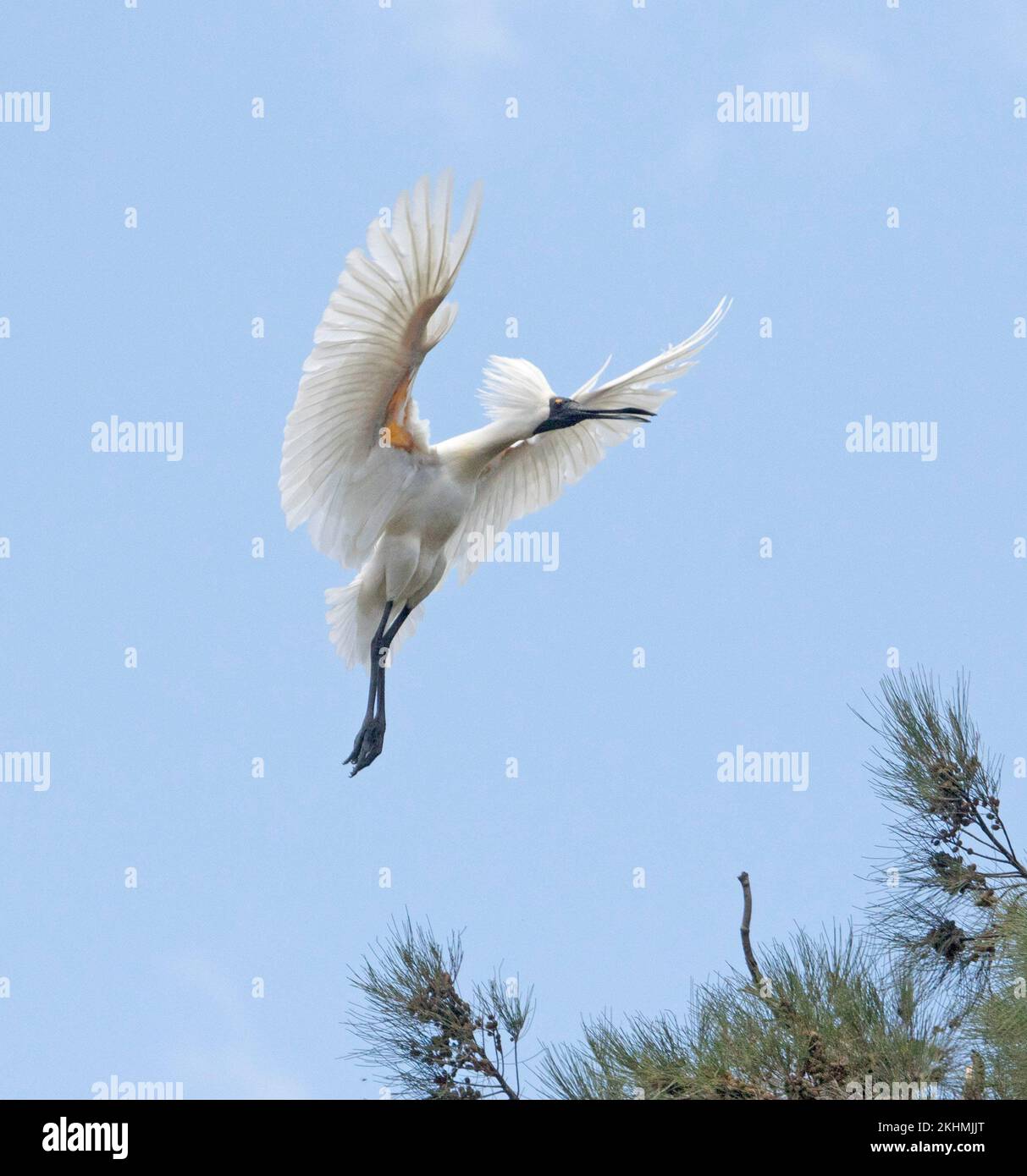 Atemberaubender Blick auf den australischen Löffelbaum, Platalea regia, während des Fluges, mit ausgestreckten Flügeln und Beinen, vor blauem Himmel Stockfoto
