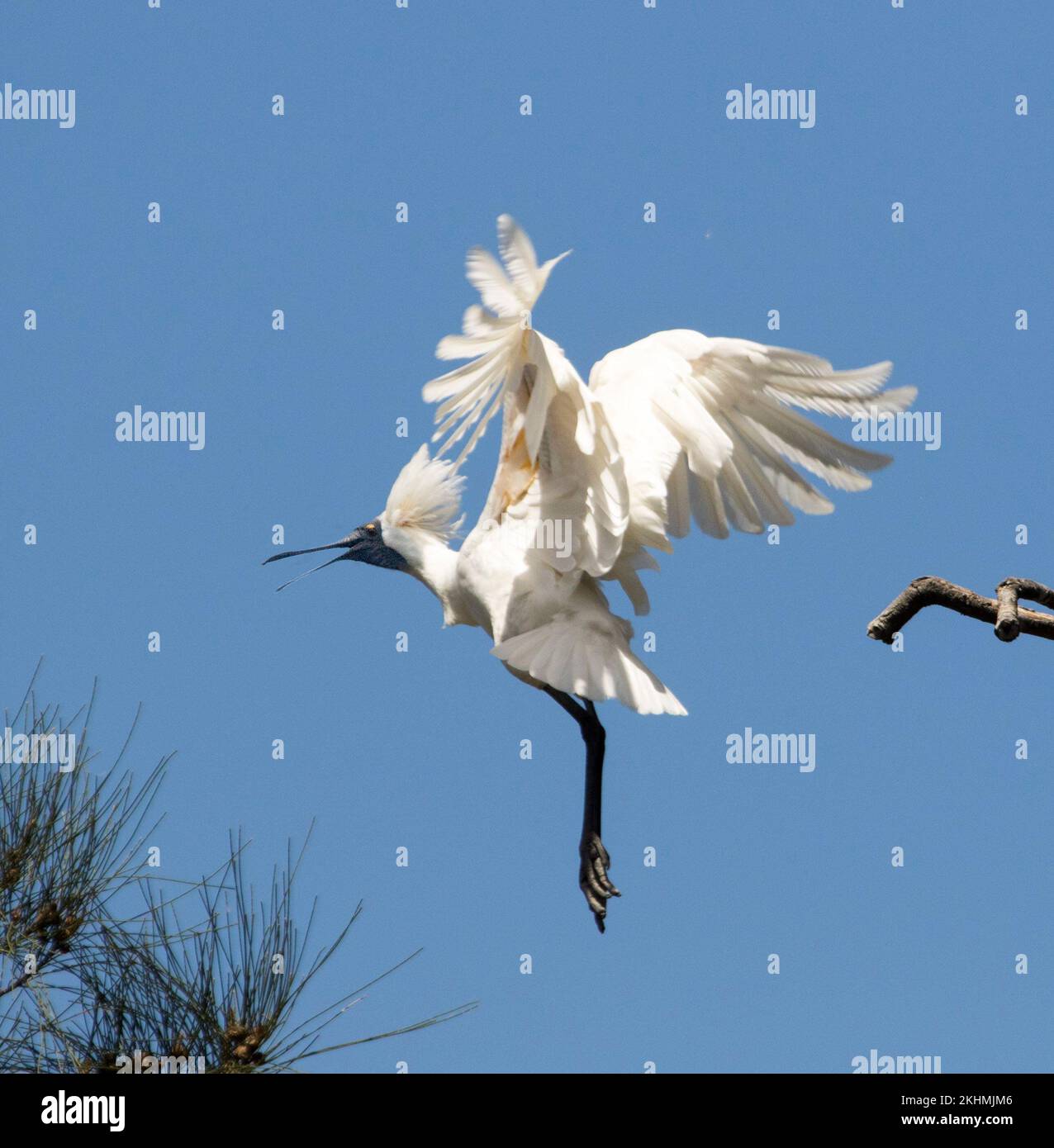 Atemberaubender Blick auf den australischen Löffelbaum, Platalea regia, während des Fluges, mit ausgestreckten Flügeln und Beinen, vor blauem Himmel Stockfoto